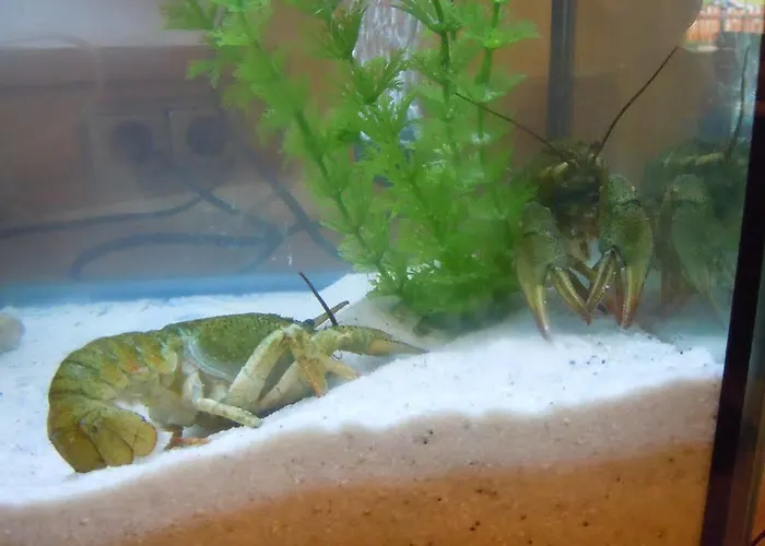 Отель Adults Only Boutique-hotel Unterlechner Санкт-Якоб-ин-Хаус